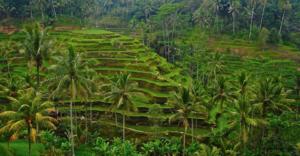 balinese-blessing